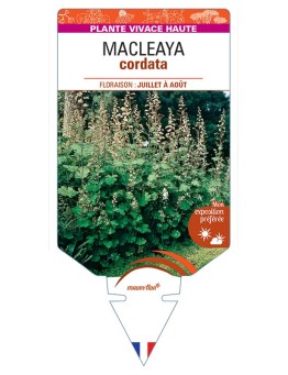 MACLEAYA CORDATA (plume)