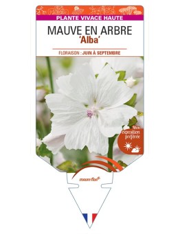 MALVA moschata Alba voir Mauve en Arbre