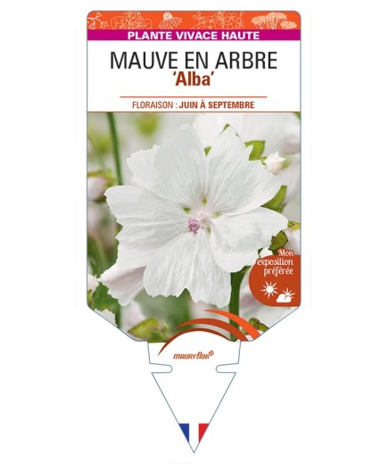 MALVA moschata Alba voir Mauve en Arbre