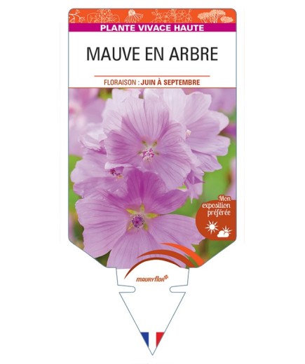 MALVA moschata voir Mauve en Arbre (rose)