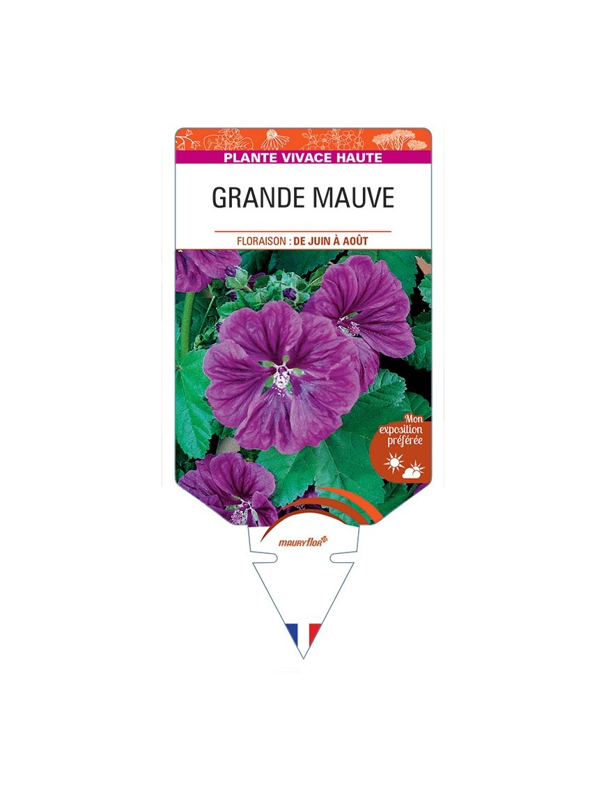 MALVA sylvestris mauritiana voir Grande Mauve