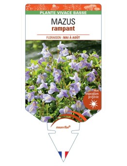 MAZUS (reptans) rampant