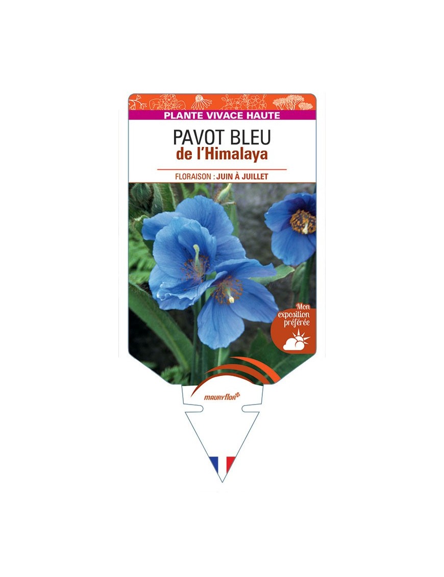 MECONOPSIS BETONICIFOLIA voir Pavot de l'Himalaya