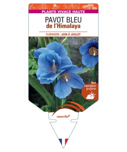 MECONOPSIS BETONICIFOLIA voir Pavot de l'Himalaya