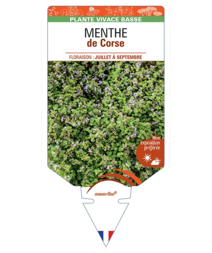 MENTHA requienii voir MENTHE de Corse