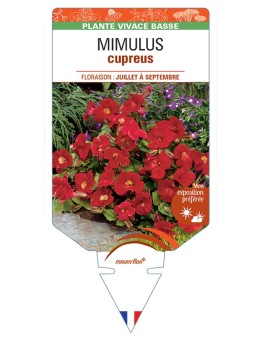 MIMULUS CUPREUS ROTER KAISER