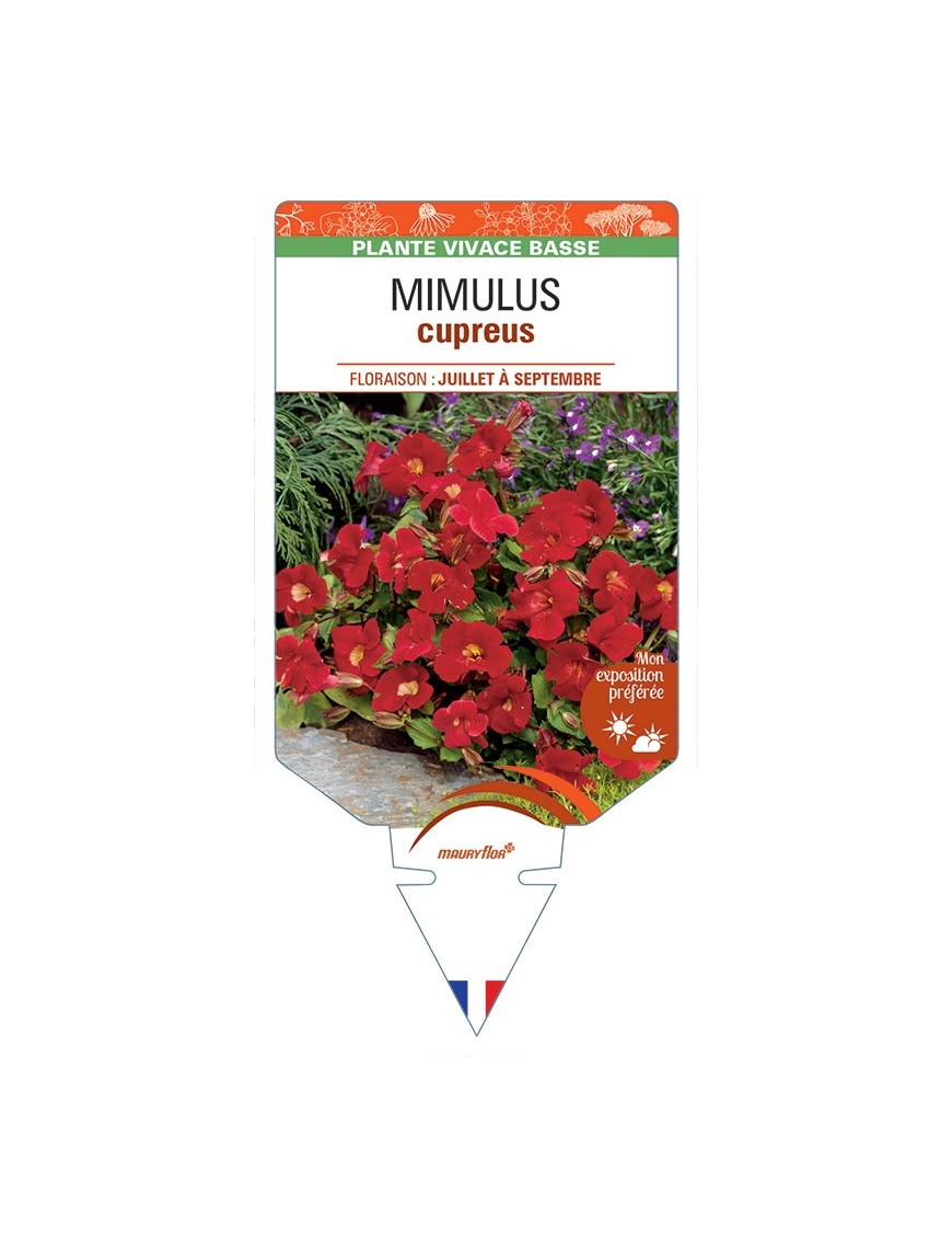 MIMULUS CUPREUS ROTER KAISER