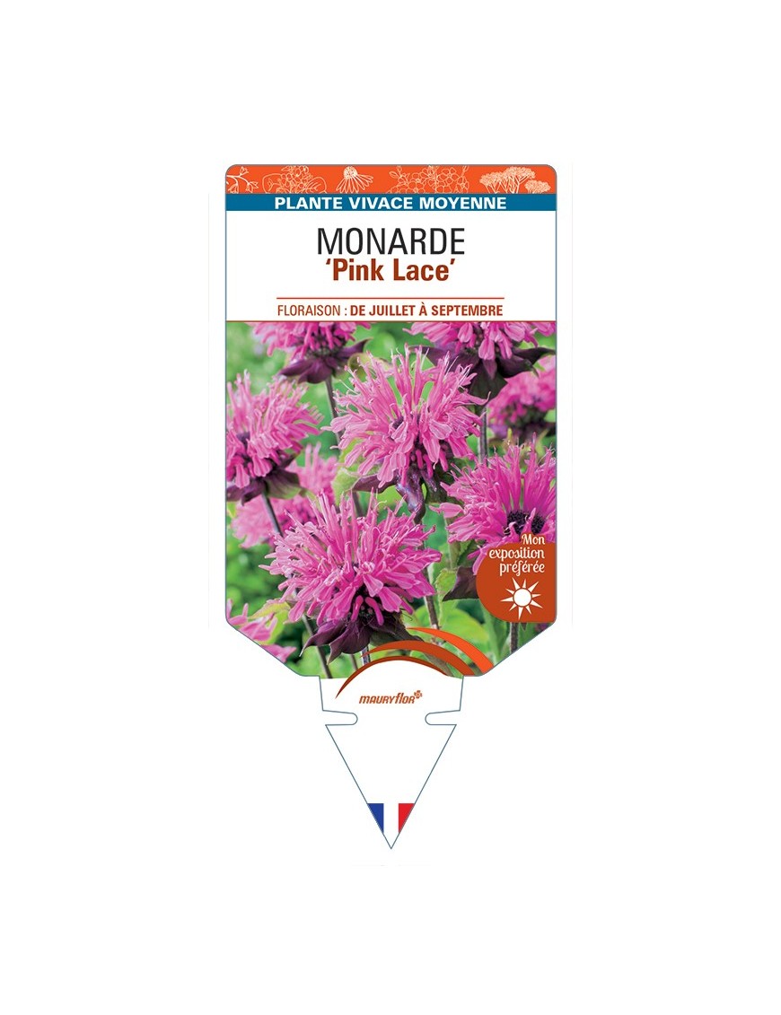 MONARDA (didyma) Pink lace