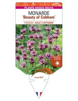 MONARDA Beauty of Cobham