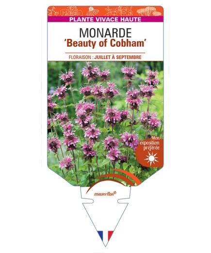 MONARDA Beauty of Cobham