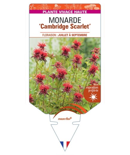 MONARDA Cambridge Scarlet