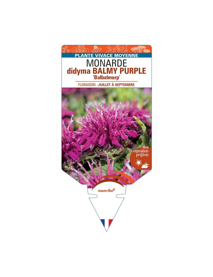 MONARDA didyma BALMY PURPLE Balbalmurp