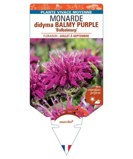MONARDA didyma BALMY PURPLE Balbalmurp