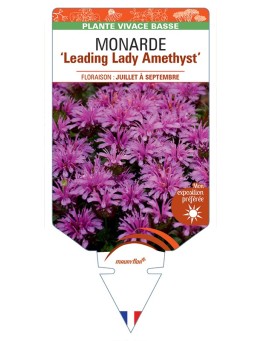 MONARDA Leading Lady Amethyst