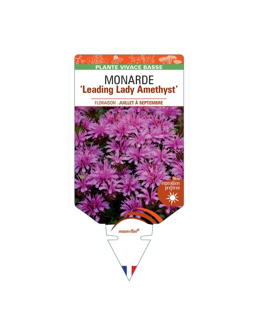 MONARDA Leading Lady Amethyst