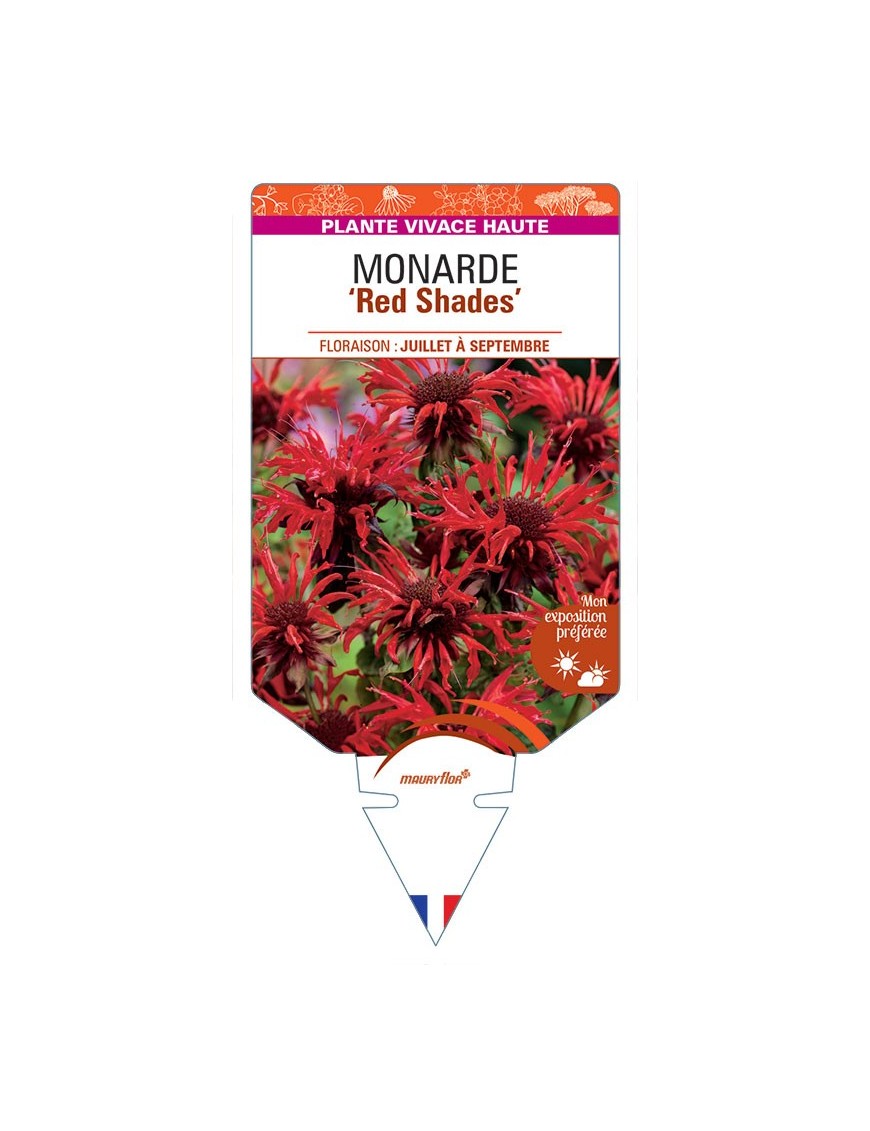 MONARDE Red Shades