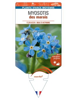 MYOSOTIS palustris voir Myosotisdes marais (bleu)