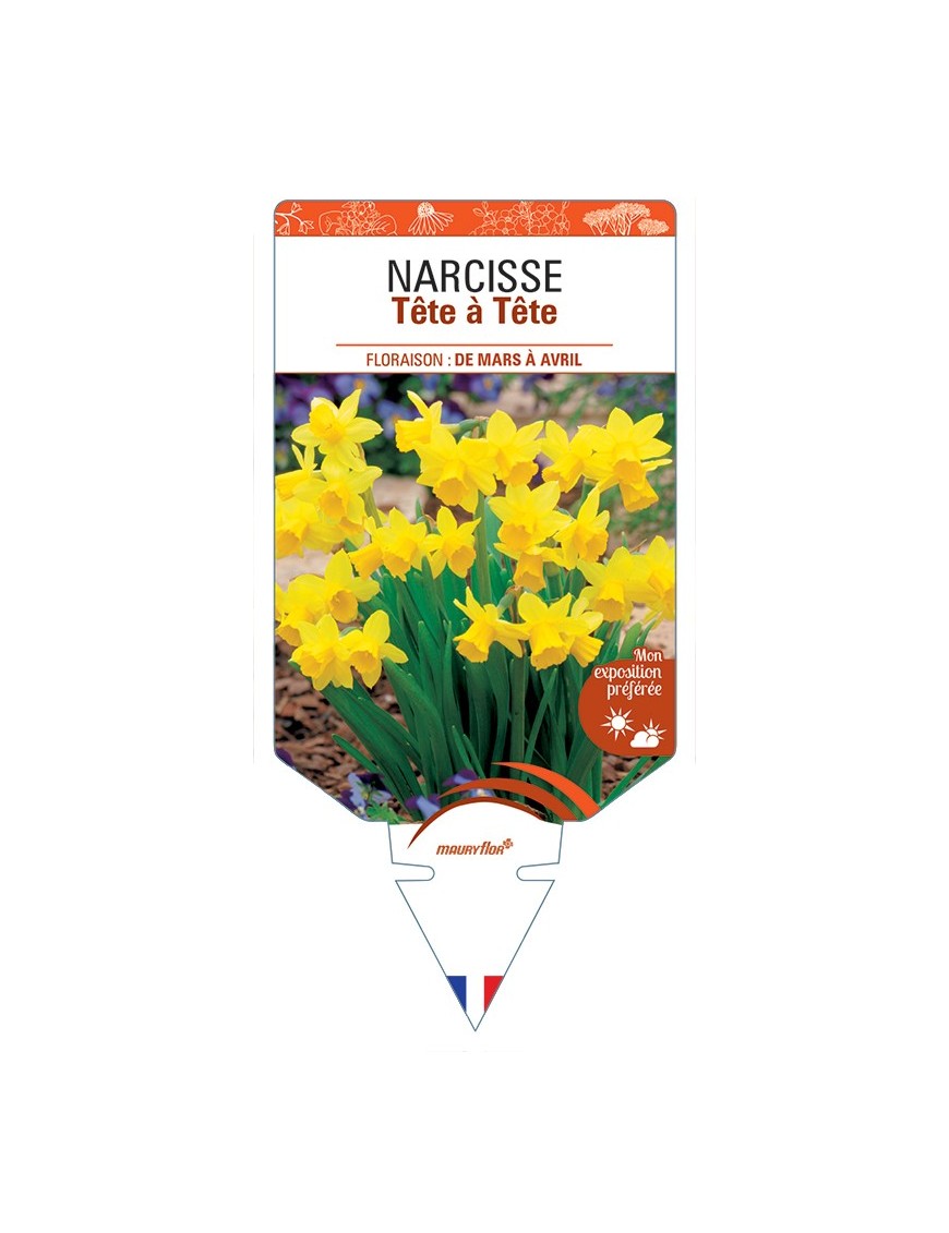 NARCISSUS (cyclamineus) Tête à Tête