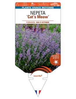 NEPETA (faassenii) Cat’s Meow