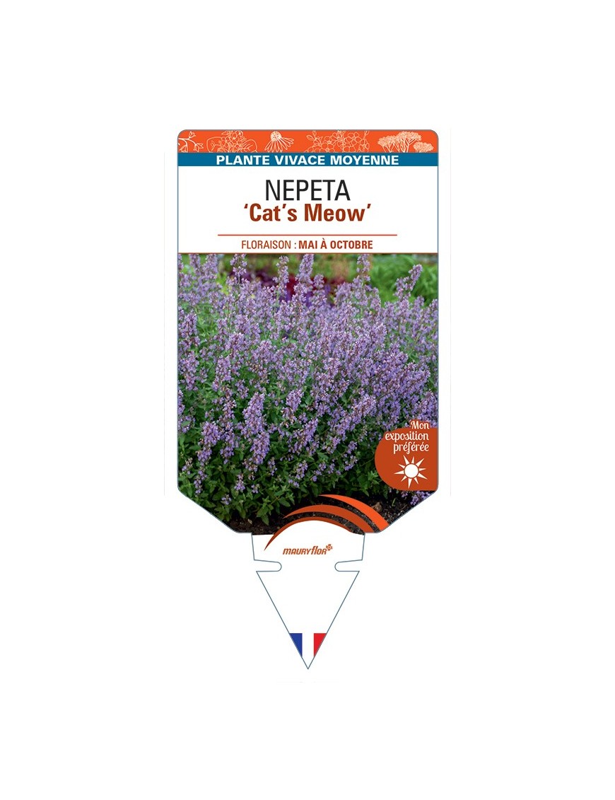 NEPETA (faassenii) Cat’s Meow