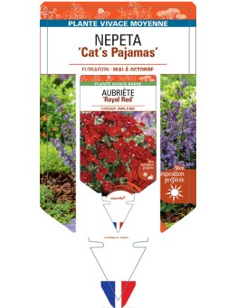 NEPETA (faassenii) Cat’s Pajamas