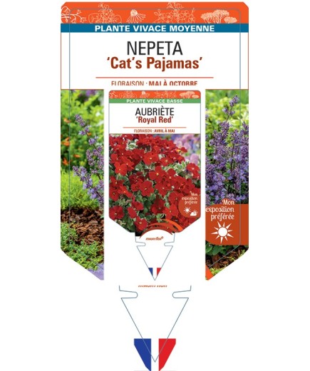 NEPETA (faassenii) Cat’s Pajamas