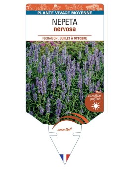 NEPETA nervosa