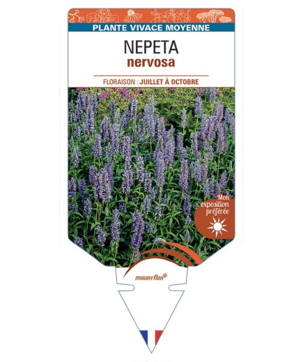 NEPETA nervosa