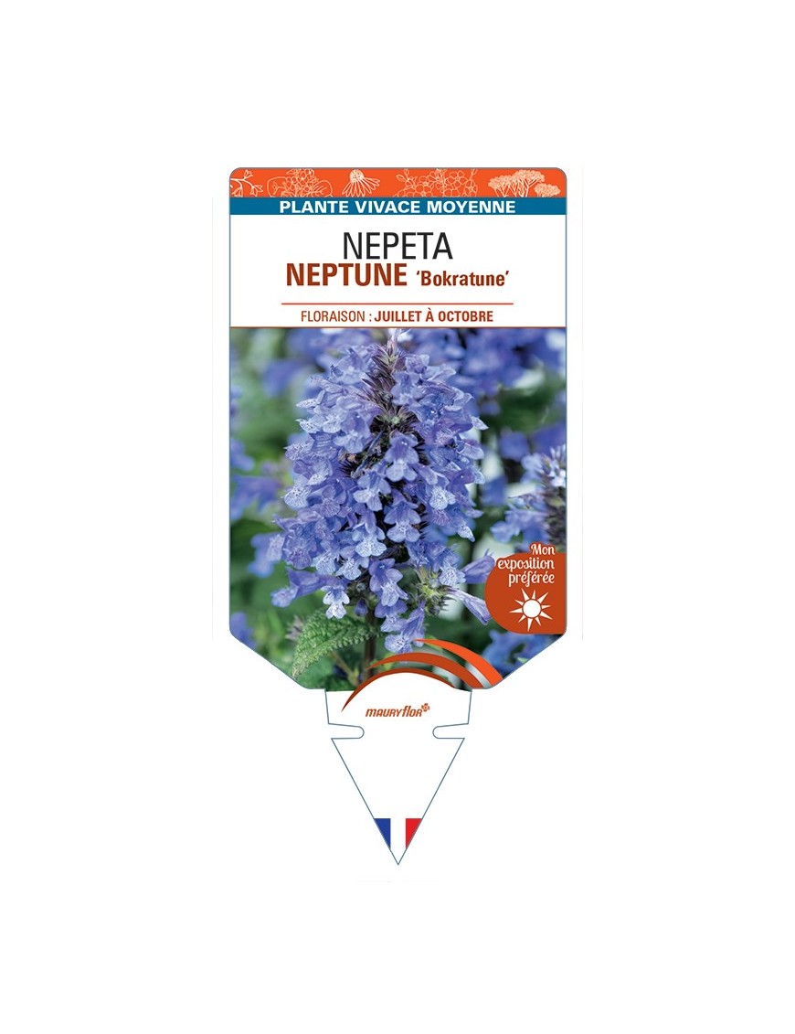 NEPETA (nervosa) NEPTUNE Bokratune