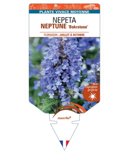 NEPETA (nervosa) NEPTUNE Bokratune