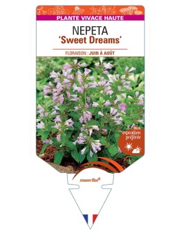 NEPETA (subsessilis) Sweet Dreams
