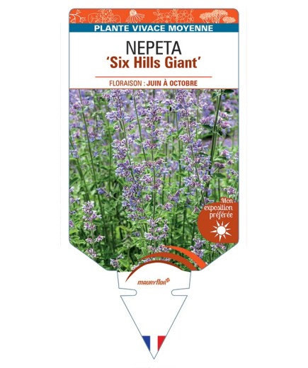 NEPETA (x faassenii) Six Hills Giant