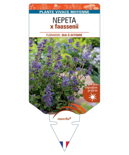 NEPETA x faassenii