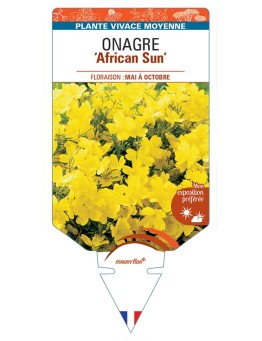 ŒNOTHERA African Sun voir Onagre