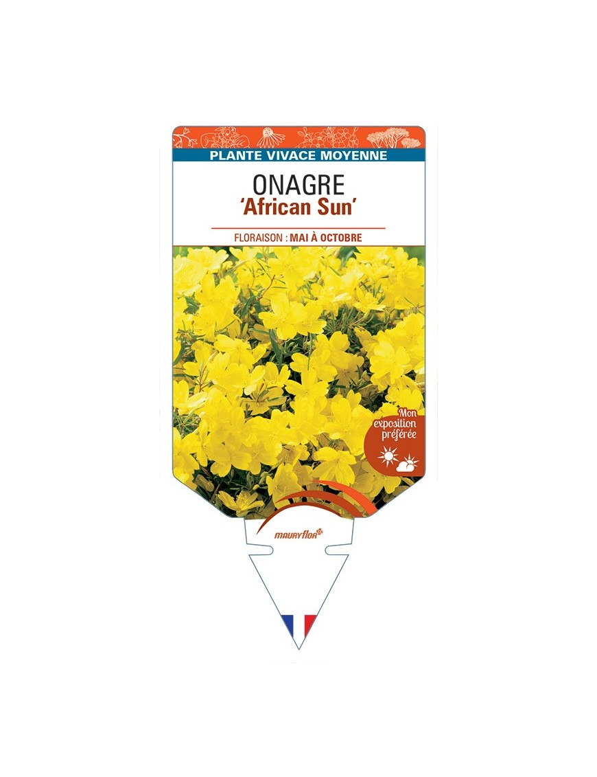 ŒNOTHERA African Sun voir Onagre