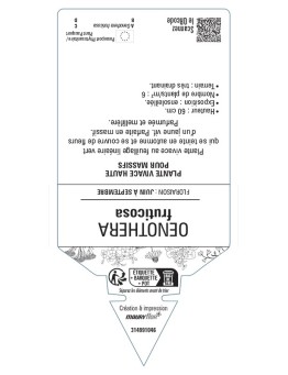 ŒNOTHERA fruticosa voir Onagre