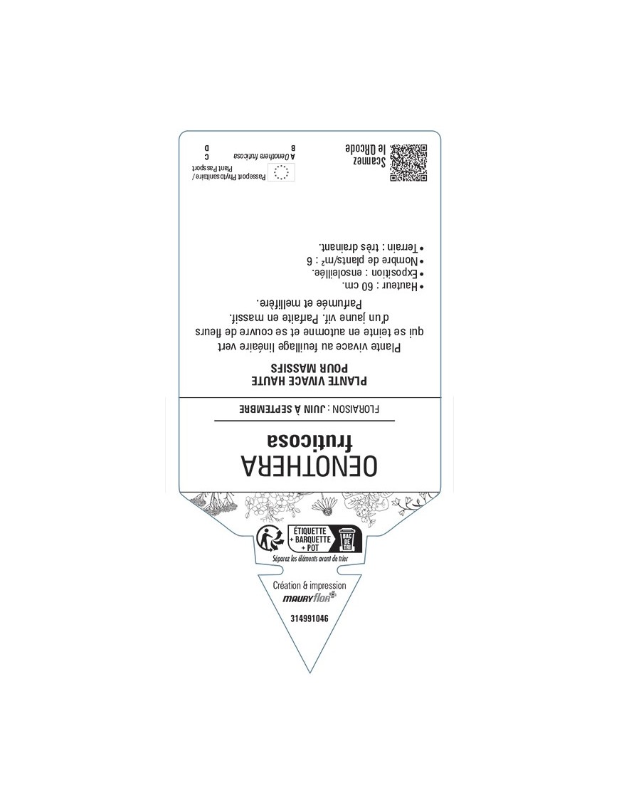 ŒNOTHERA fruticosa voir Onagre