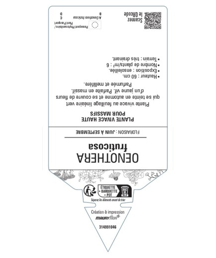 ŒNOTHERA fruticosa voir Onagre