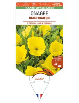 ŒNOTHERA macrocarpa voir Onagre