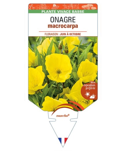 ŒNOTHERA macrocarpa voir Onagre