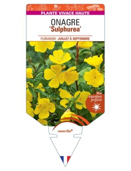 ŒNOTHERA ODORATA SULPHUREA voir Onagre