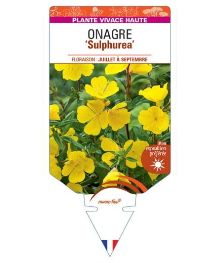 ŒNOTHERA ODORATA SULPHUREA voir Onagre