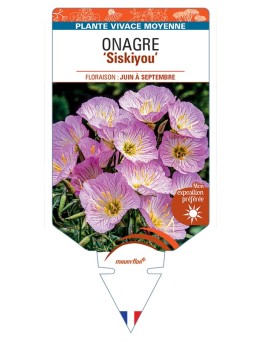 ŒNOTHERA speciosa Siskiyou voir Onagre