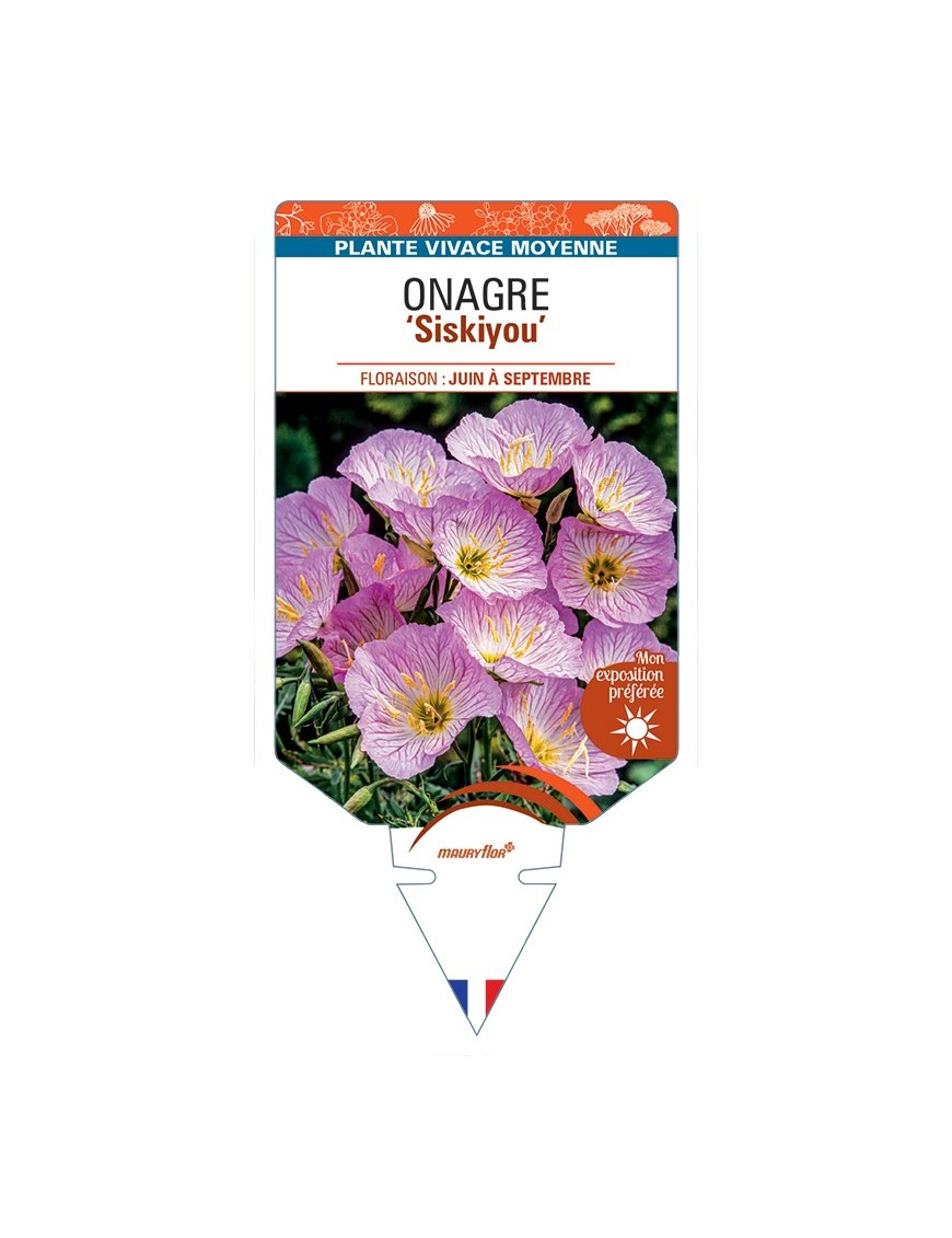 ŒNOTHERA speciosa Siskiyou voir Onagre