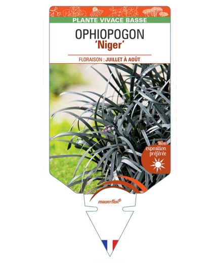 OPHIOPOGON (planiscapus) Niger