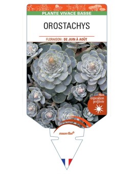 OROSTACHYS