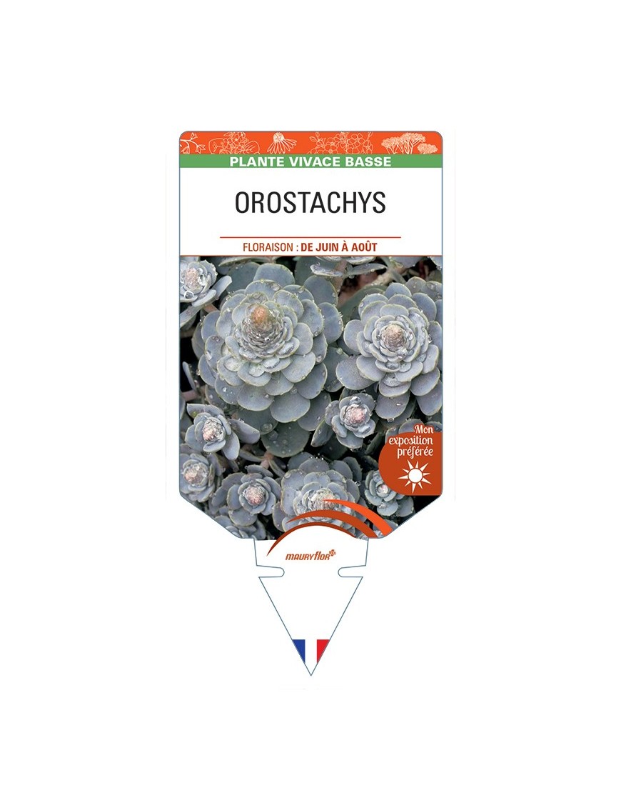 OROSTACHYS