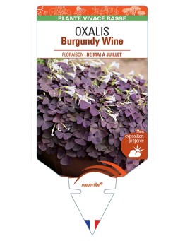 OXALIS (triangularis) Burgundy Wine