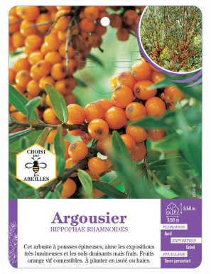HIPPOPHAE RHAMNOIDES voir Argousier