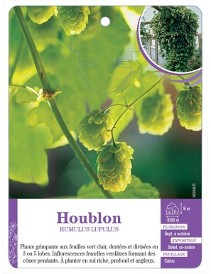 HUMULUS LUPULUS voir Houblon